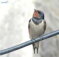 Hirundo rustica